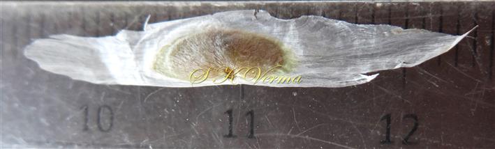  Seed